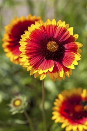 Gaillardia 'Kobold' geen maat specificatie 0,55L/P9cm - afbeelding 2