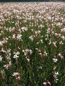 Gaura l. 'Elurra' geen maat specificatie 0,55L/P9cm - afbeelding 1