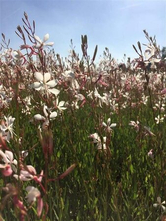 Gaura l. 'Elurra' geen maat specificatie 0,55L/P9cm - afbeelding 2