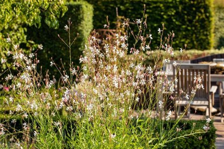 Gaura lindheimeri geen maat specificatie 0,55L/P9cm - afbeelding 1