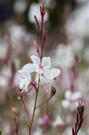 Gaura lindheimeri geen maat specificatie 0,55L/P9cm - afbeelding 9