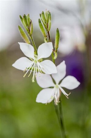 Gaura lindheimeri geen maat specificatie 0,55L/P9cm - afbeelding 8