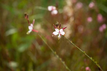 Gaura lindheimeri geen maat specificatie 0,55L/P9cm - afbeelding 7