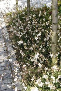 Gaura lindheimeri geen maat specificatie 0,55L/P9cm - afbeelding 10