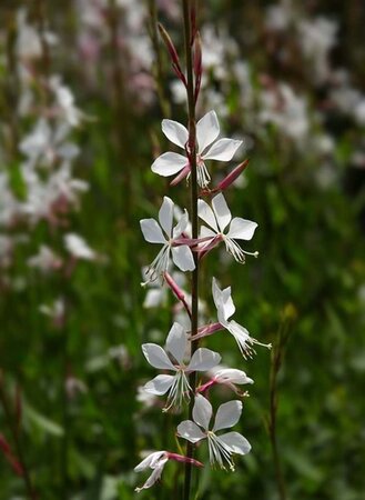 Gaura lindheimeri geen maat specificatie 0,55L/P9cm - afbeelding 6