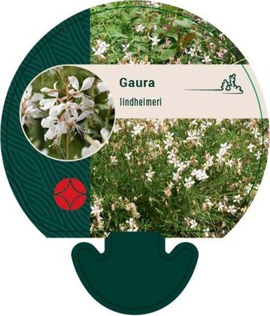 Gaura lindheimeri geen maat specificatie 0,55L/P9cm - afbeelding 3