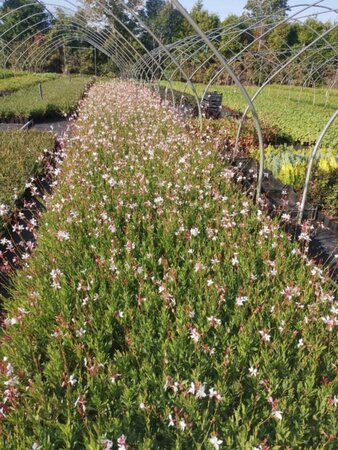 Gaura lindheimeri geen maat specificatie 0,55L/P9cm - afbeelding 5