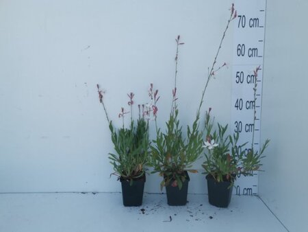 Gaura lindheimeri geen maat specificatie 0,55L/P9cm - afbeelding 4