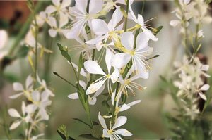 Gaura l. 'Snowbird' geen maat specificatie 0,55L/P9cm