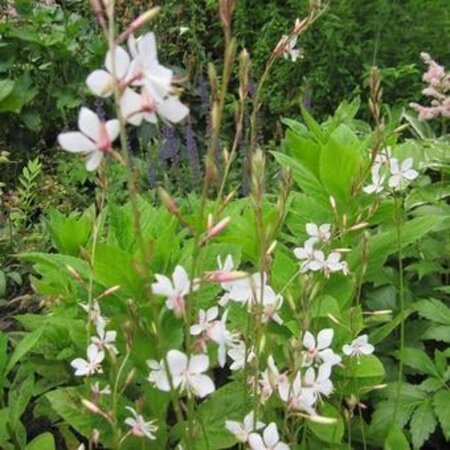 Gaura l. 'Snowstorm' geen maat specificatie 0,55L/P9cm - afbeelding 1