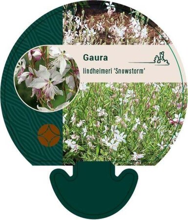 Gaura l. 'Snowstorm' geen maat specificatie 0,55L/P9cm - afbeelding 2