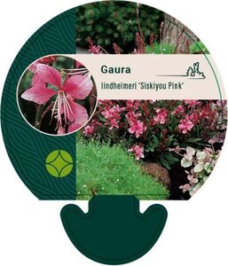 Gaura l. 'Siskiyou Pink' geen maat specificatie 0,55L/P9cm - afbeelding 6