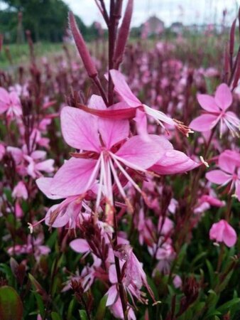 Gaura l. 'Siskiyou Pink' geen maat specificatie 0,55L/P9cm - afbeelding 5