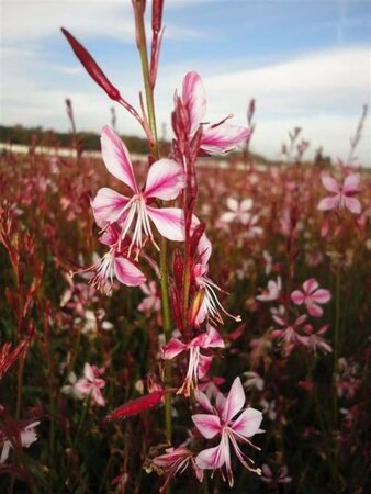 Gaura l. 'Siskiyou Pink' geen maat specificatie 0,55L/P9cm - afbeelding 1