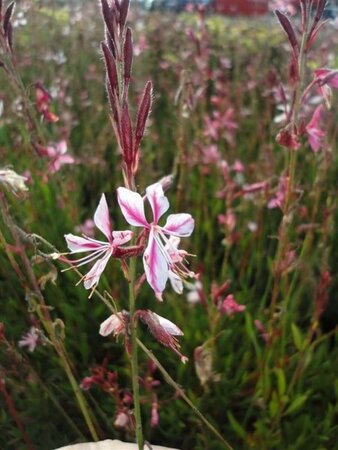 Gaura l. 'Siskiyou Pink' geen maat specificatie 0,55L/P9cm - afbeelding 2