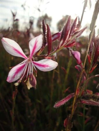 Gaura l. 'Siskiyou Pink' geen maat specificatie 0,55L/P9cm - afbeelding 3