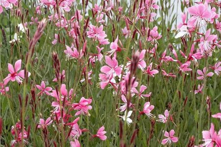 Gaura l. 'Siskiyou Pink' geen maat specificatie 0,55L/P9cm - afbeelding 4