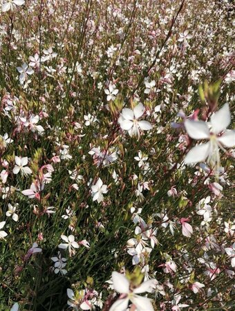 Gaura l. 'Whirling Butterflies' geen maat specificatie 0,55L/P9cm - afbeelding 1