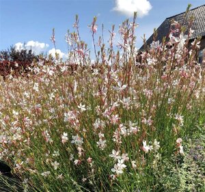 Gaura l. 'Whirling Butterflies' geen maat specificatie 0,55L/P9cm - afbeelding 13