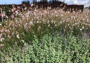 Gaura l. 'Whirling Butterflies' geen maat specificatie 0,55L/P9cm - afbeelding 12