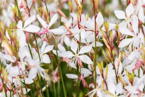 Gaura l. 'Whirling Butterflies' geen maat specificatie 0,55L/P9cm - afbeelding 11