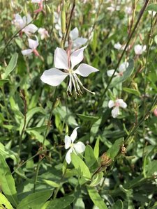 Gaura l. 'Whirling Butterflies' geen maat specificatie 0,55L/P9cm - afbeelding 10