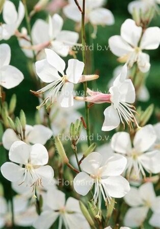 Gaura l. 'Whirling Butterflies' geen maat specificatie 0,55L/P9cm - afbeelding 3