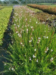 Gaura l. 'Whirling Butterflies' geen maat specificatie 0,55L/P9cm - afbeelding 5