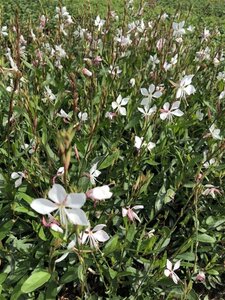 Gaura l. 'Whirling Butterflies' geen maat specificatie 0,55L/P9cm - afbeelding 9