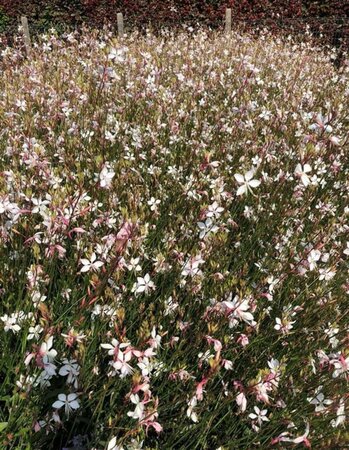 Gaura l. 'Whirling Butterflies' geen maat specificatie 0,55L/P9cm - afbeelding 8