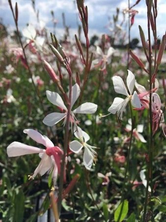 Gaura l. 'Whirling Butterflies' geen maat specificatie 0,55L/P9cm - afbeelding 4