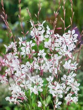 Gaura l. 'Whirling Butterflies' geen maat specificatie 0,55L/P9cm - afbeelding 2