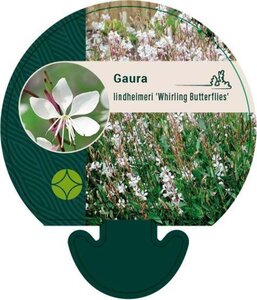 Gaura l. 'Whirling Butterflies' geen maat specificatie 0,55L/P9cm - afbeelding 14