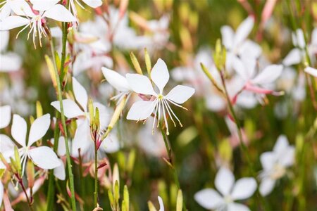 Gaura l. 'Whirling Butterflies' geen maat specificatie 0,55L/P9cm - afbeelding 7