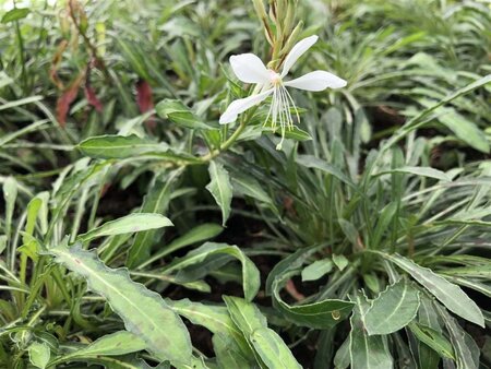 Gaura l. 'White Dove' geen maat specificatie 0,55L/P9cm - afbeelding 1