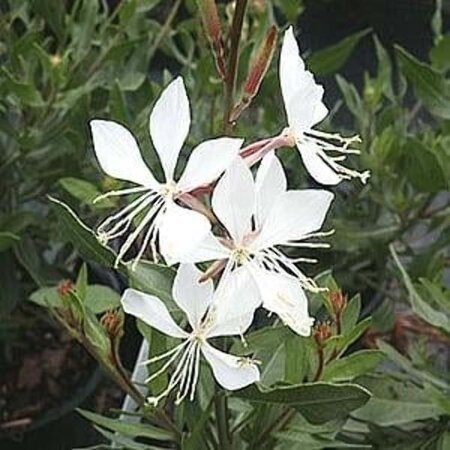 Gaura l. 'White Dove' geen maat specificatie 0,55L/P9cm - afbeelding 3