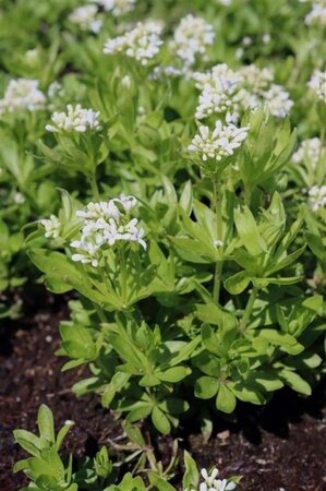 Galium odoratum geen maat specificatie 0,55L/P9cm - afbeelding 2