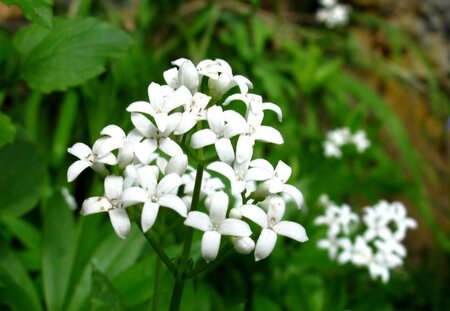 Galium odoratum geen maat specificatie 0,55L/P9cm - afbeelding 1