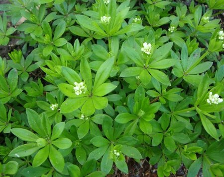 Galium odoratum geen maat specificatie 0,55L/P9cm - afbeelding 9