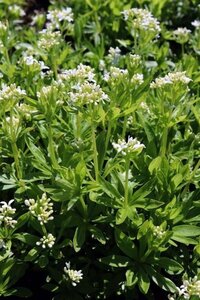 Galium odoratum geen maat specificatie 0,55L/P9cm - afbeelding 10