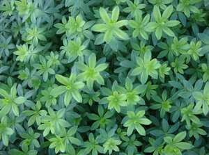 Galium odoratum geen maat specificatie 0,55L/P9cm - afbeelding 8