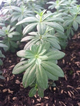 Galium odoratum geen maat specificatie 0,55L/P9cm - afbeelding 4