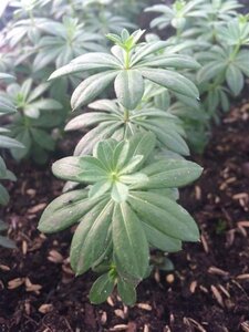 Galium odoratum geen maat specificatie 0,55L/P9cm - afbeelding 4