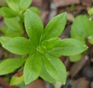 Galium odoratum geen maat specificatie 0,55L/P9cm - afbeelding 7