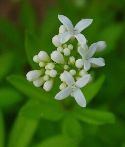 Galium odoratum geen maat specificatie 0,55L/P9cm - afbeelding 6