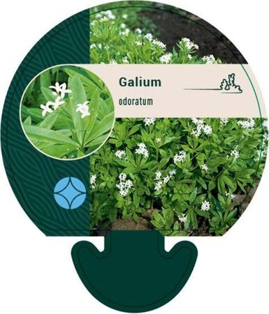 Galium odoratum geen maat specificatie 0,55L/P9cm - afbeelding 3