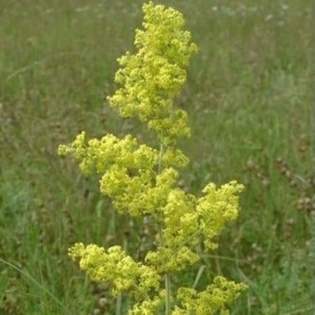 Galium verum geen maat specificatie 0,55L/P9cm