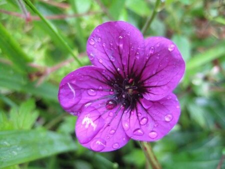 Geranium 'Ann Folkard' geen maat specificatie 0,55L/P9cm - afbeelding 2