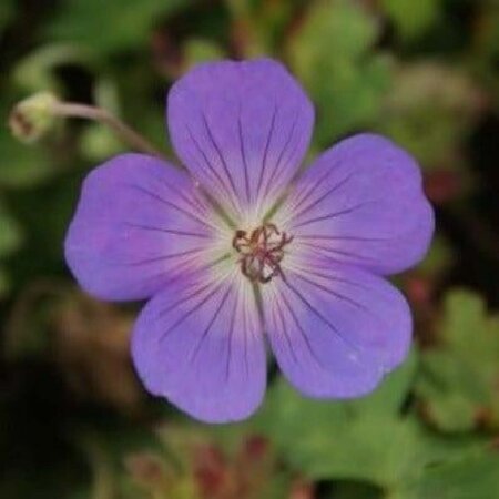 Geranium 'Azure Rush' geen maat specificatie 0,55L/P9cm - afbeelding 4