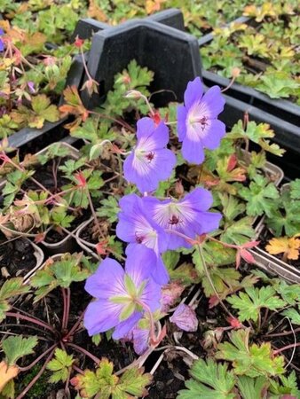 Geranium 'Azure Rush' geen maat specificatie 0,55L/P9cm - afbeelding 5